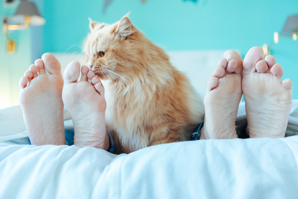 Why Does My Cat Lick My Feet? The Smelly Truth