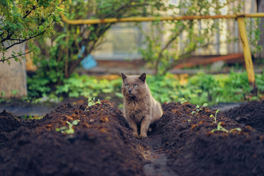 Why Is My Cat Eating Ants? What's Up With That?