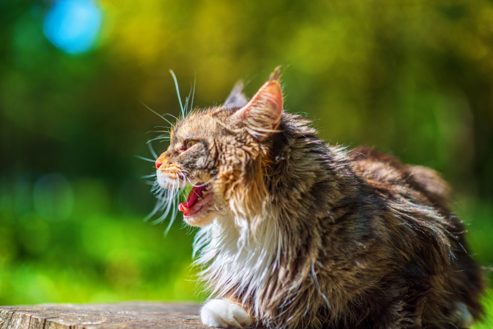 Why Is My Spayed Female Cat Yowling? 10 Surprising Reasons