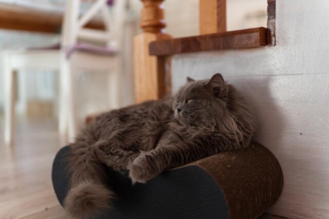 blue persian cats