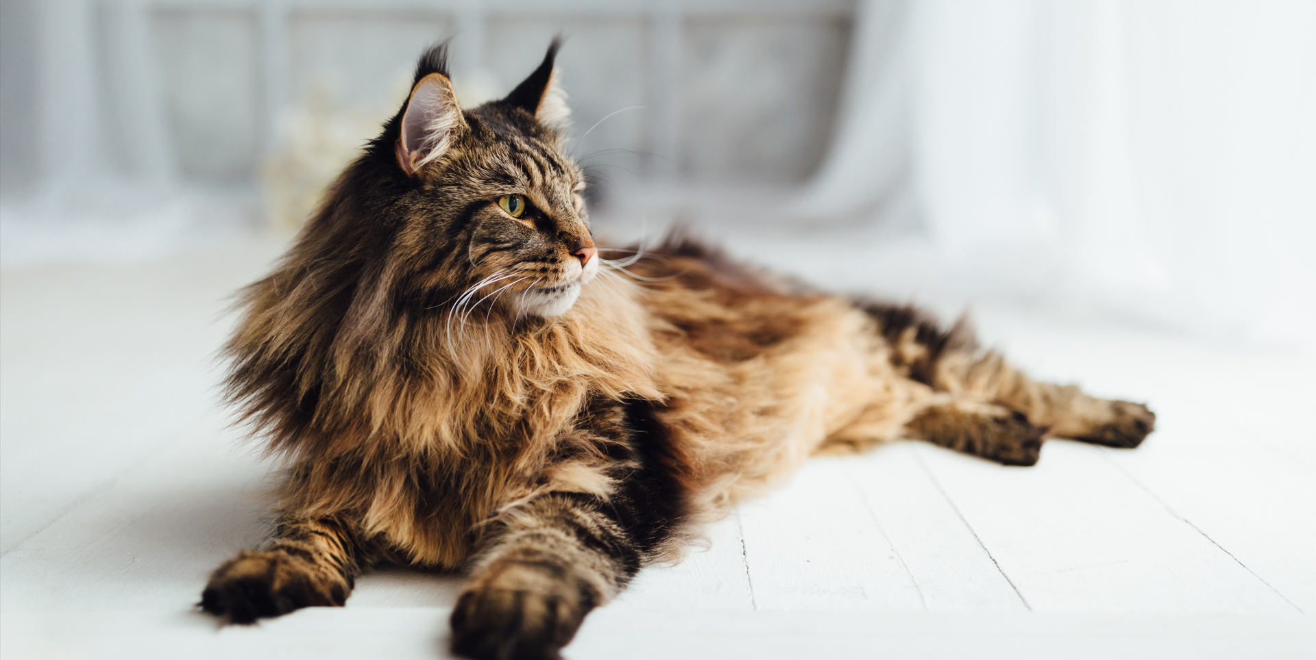 brown maine coon