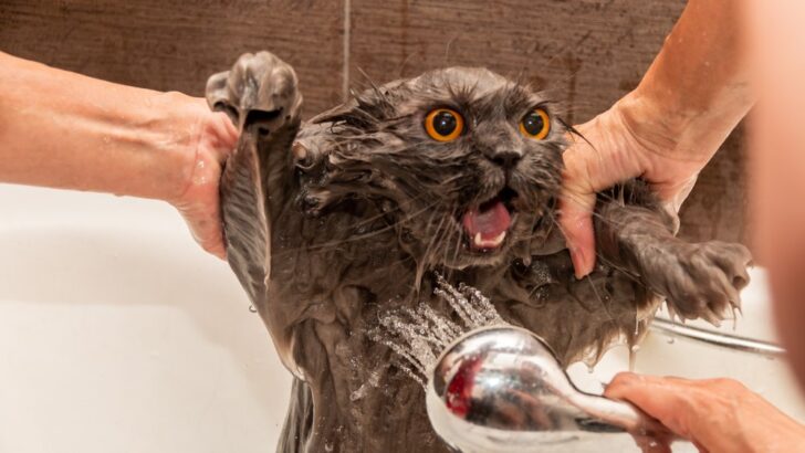 Can I Use Dove Soap On My Cat? Feline Tips & Tricks!