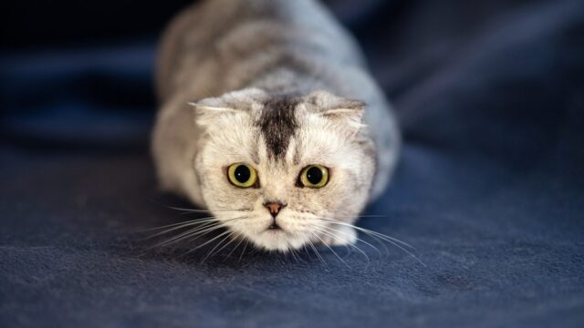 disoriented cat with dilated pupils
