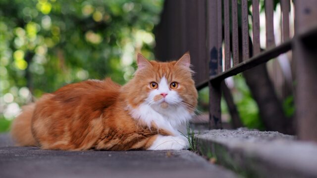 doll face persian cat
