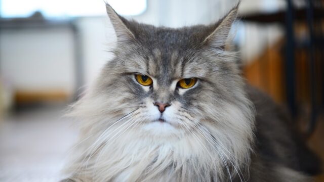 grey persian cat