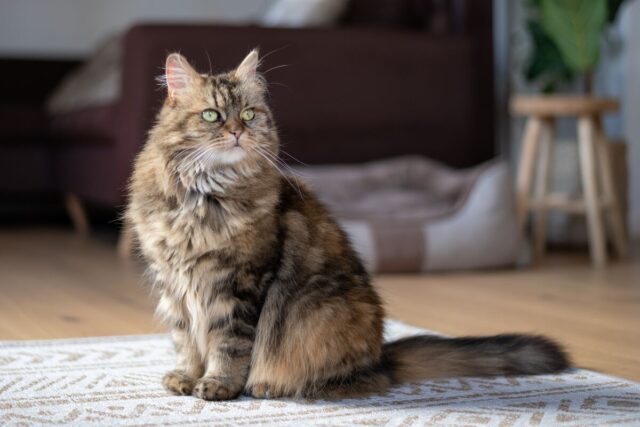 how big are maine coon cats