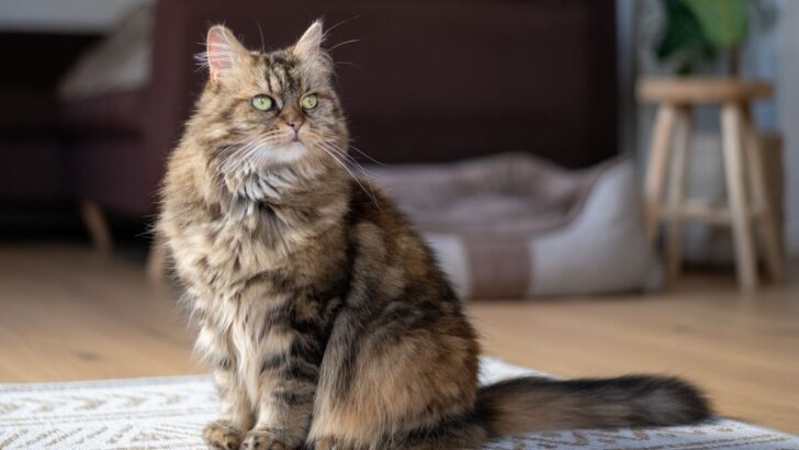 Hayattan Daha Büyük: Maine Coon Kedileri Ne Kadar Büyük? 