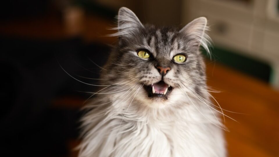 Maine Coon Cat: Breed Overview, Characteristics, And Care