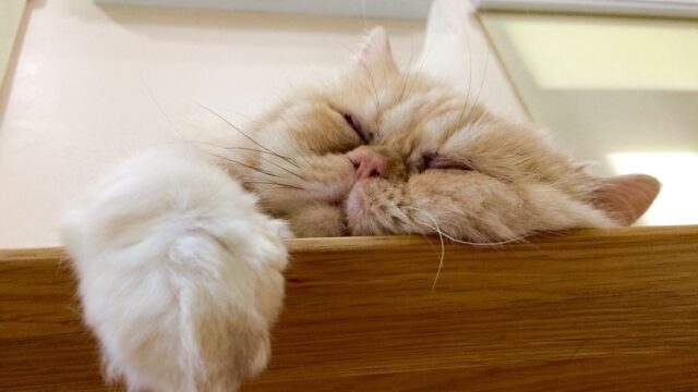 names for persian cats