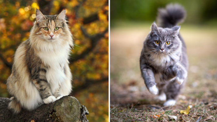 Norwegian Forest Cat Vs. Maine Coon: Clash Of The Furry Cats