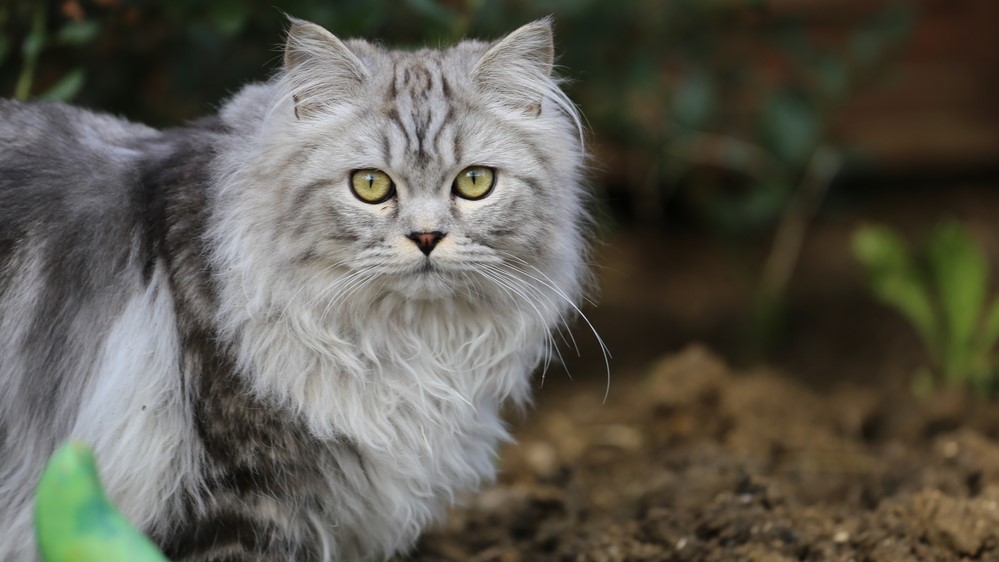 Persian Cat Breed Overview Of The SmooshedFaced Beauty