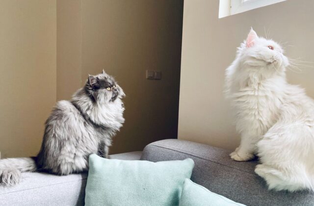 ragdoll vs persian