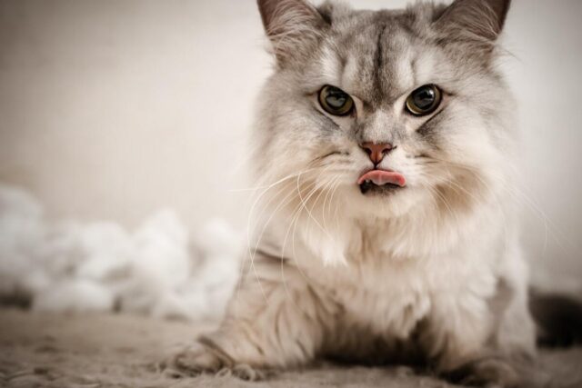 silver persian cats