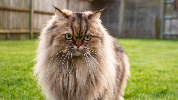 Tabby Persian Kitten: Düz Yüzlü Kediler İçin Bir Rehber