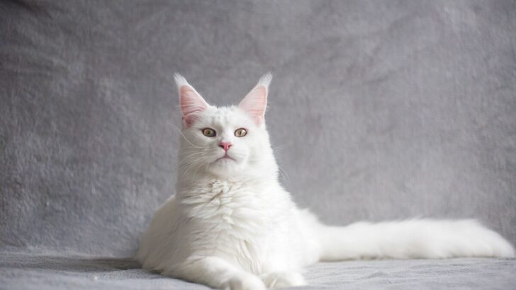 White Maine Coon Cat: An Alabaster Sight For Sore Eyes