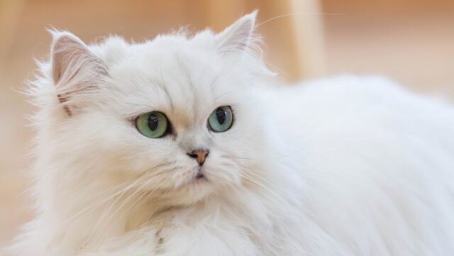 white persian cat