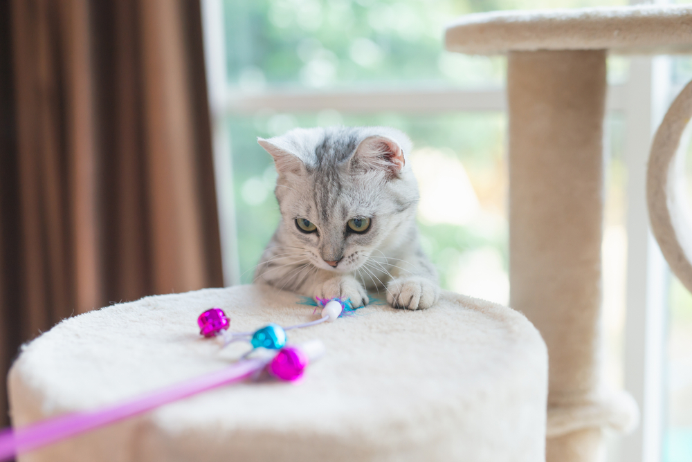 7 Best Persian Cat Toys To Entertain Your Furry Gremlin