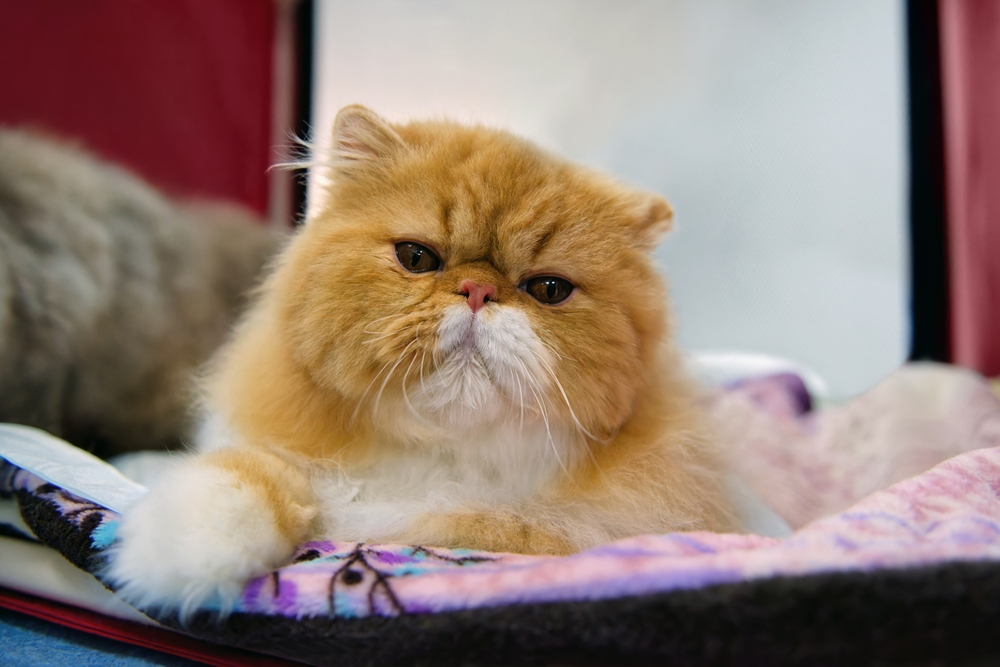 8 Persian Cat Health Issues: Symptoms, Causes, And Treatment