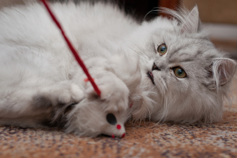 9 Fun Things To Do With Your Persian Cat And Keep Her Happy