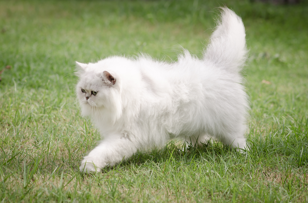 9 Fun Things To Do With Your Persian Cat And Keep Her Happy