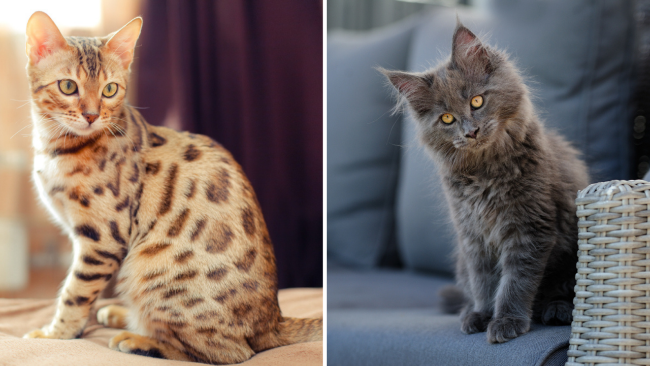 Bengal Cat Vs. Maine Coon: A Lap-Sized Leopard Or A Lion?