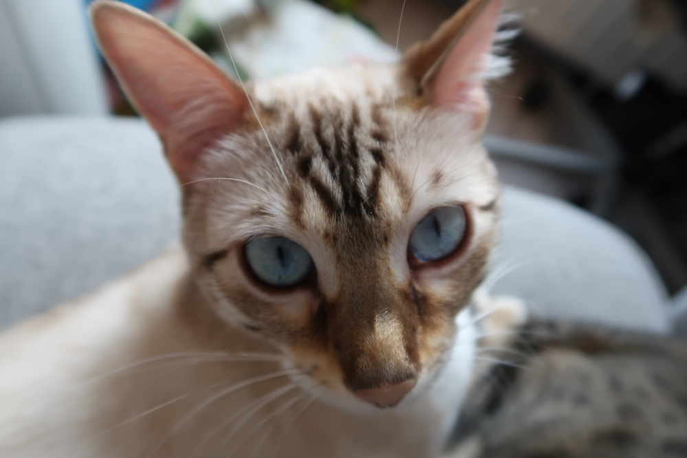 Fierce And Fabulous: Your Exotic Bengal Savannah Mix