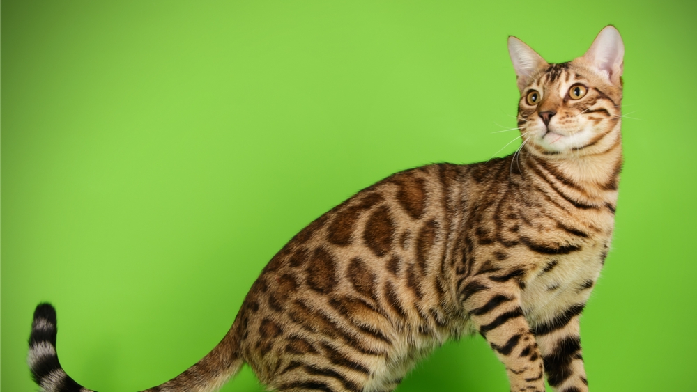 Fierce And Fabulous: Your Exotic Bengal Savannah Mix