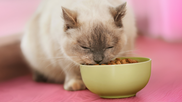 10 Best Cat Foods For Persian Cats To Fuel Your Gentle Kitty