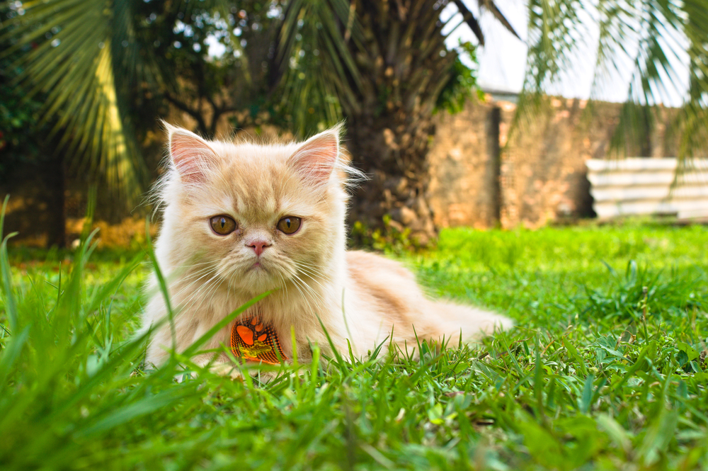 Golden Persian Cat: Facts About This Precious Princess