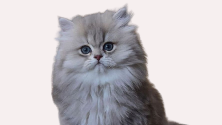 Meet the Teacup Persian Cat: The Ultimate Cuddle Buddy You’ve Been Dreaming Of