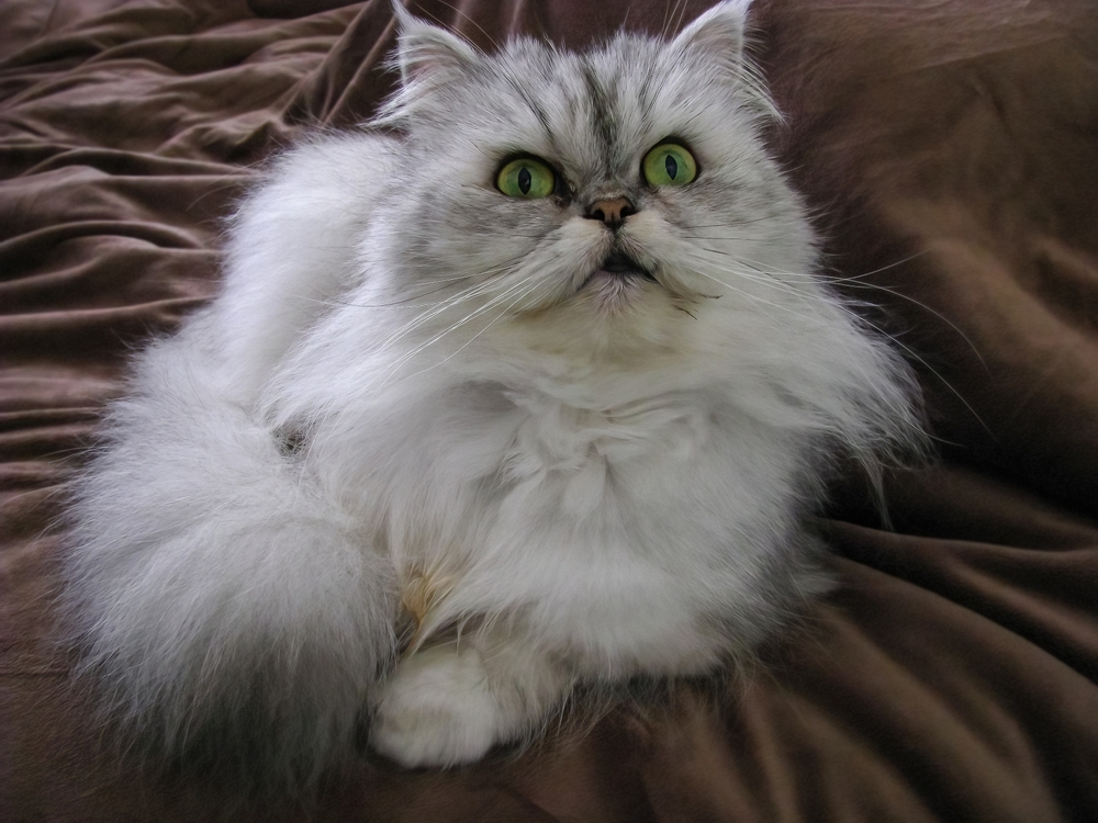 Silver Persian Cats: The Rarest Gem Of The Cat World