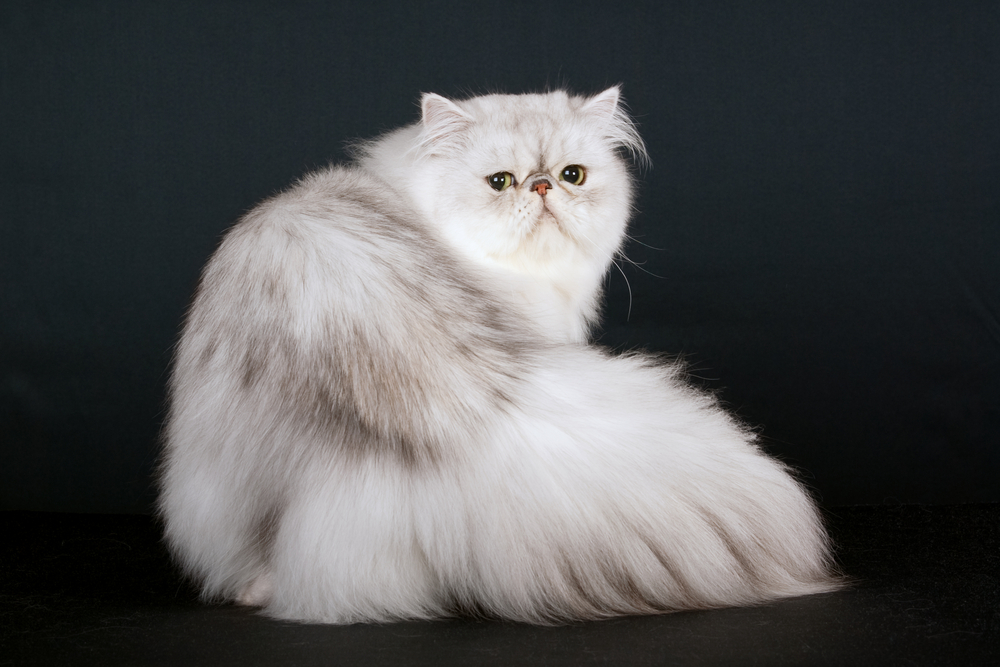 Gümüş İran Kedileri: Kedi Dünyasının En Nadir Mücevheri
