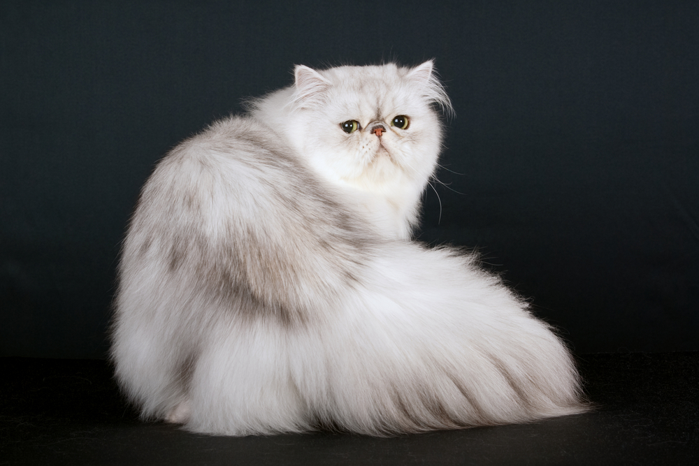 Silver Persian Cats: The Rarest Gem Of The Cat World