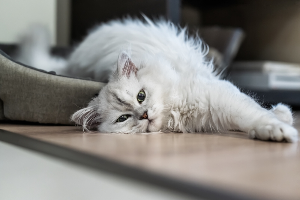 Silver Persian Cats: The Rarest Gem Of The Cat World