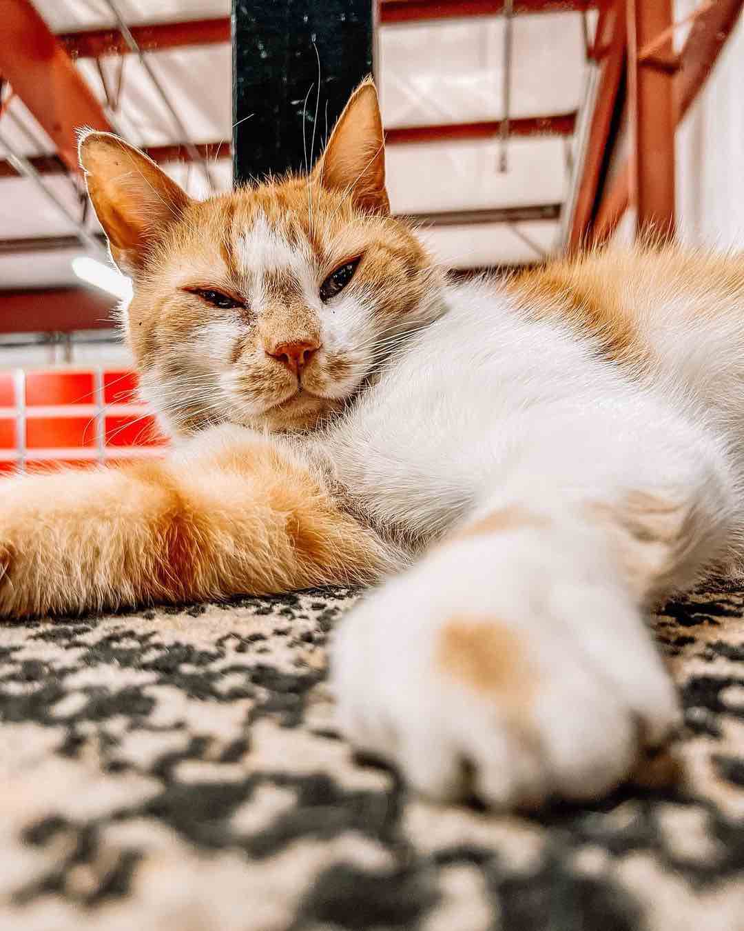 Stray Kitty Walks Into Firehouse And Decides To Stay There Forever