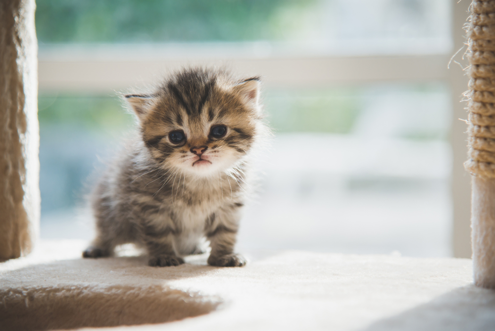 Tabby Persian Kitten: A Guide For The Flat-Faced Kitty