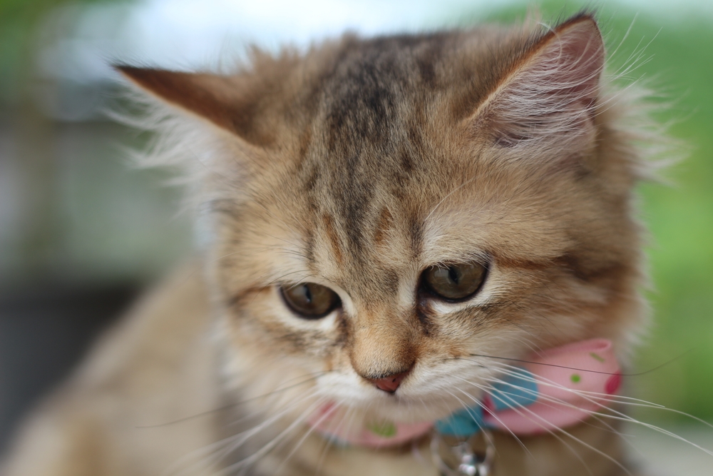 Tabby Persian Kitten: A Guide For The Flat-Faced Kitty