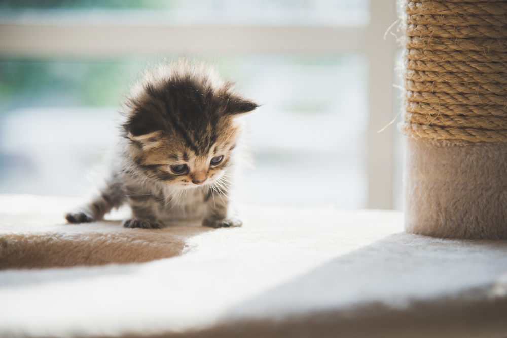 Teacup Persian Cats: The Cutest Cuddle Buddy In The World!