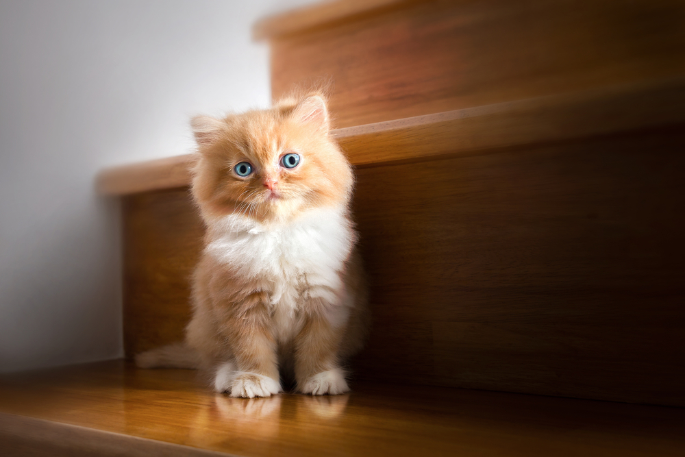 Teacup Persian Cats: The Cutest Cuddle Buddy In The World!