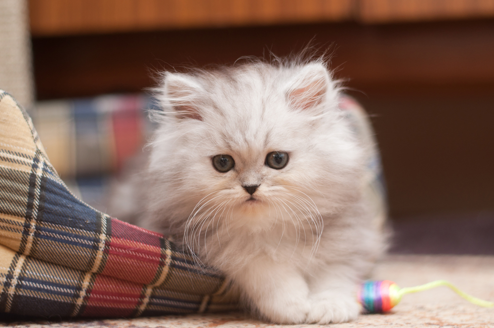 Teacup Persian Cats: The Cutest Cuddle Buddy In The World!