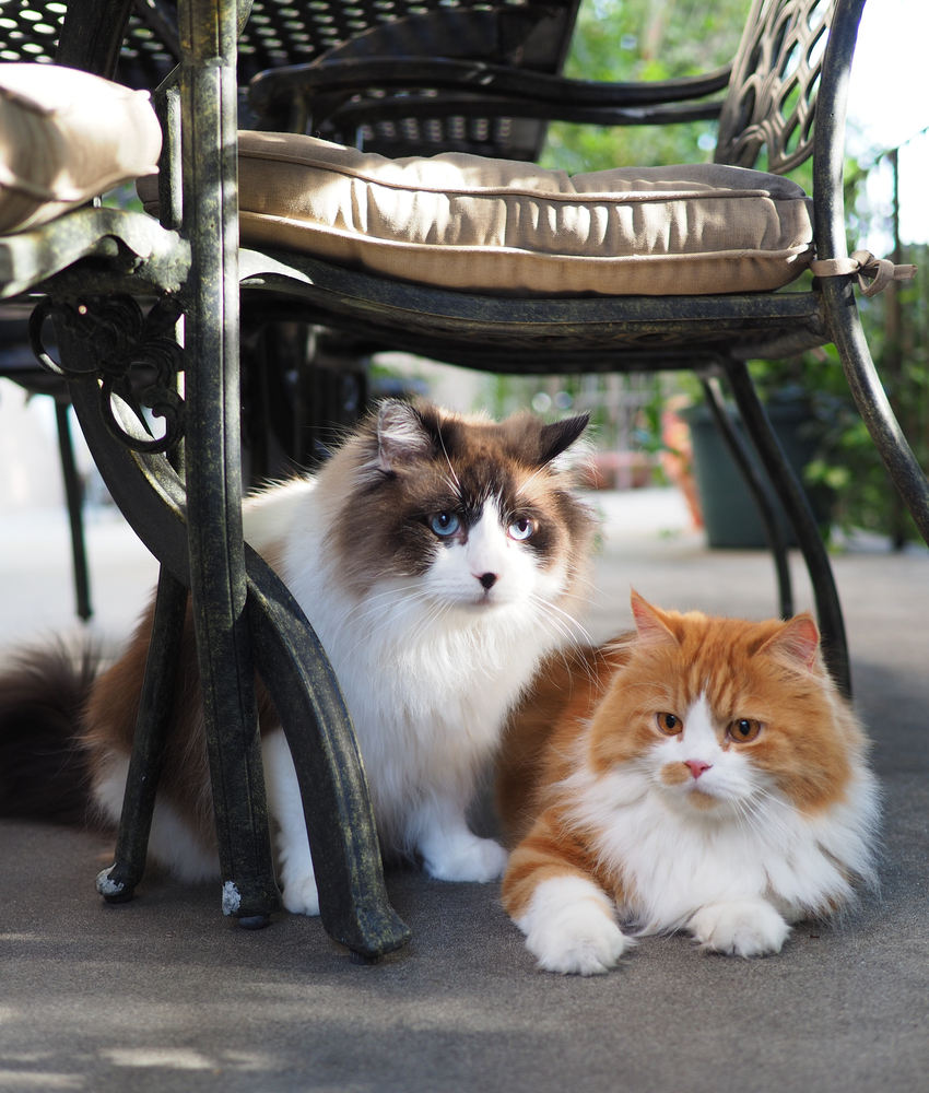 The Battle Of Fluffy Felines: Ragdoll Vs. Persian