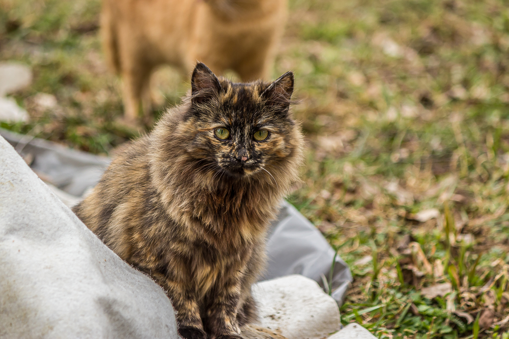 Tortoiseshell Persian Cat: 8 Facts To Make You Fall For Her