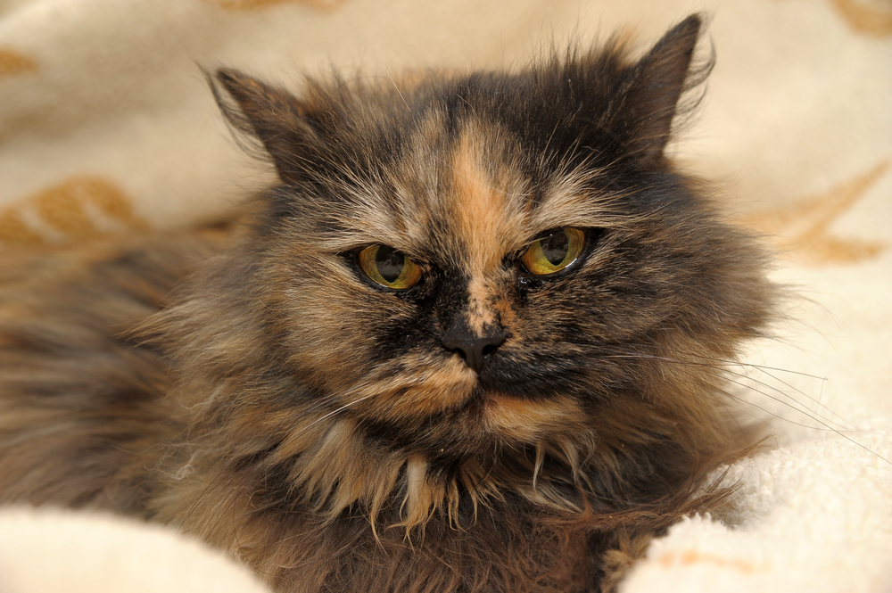 Tortoiseshell Persian Cat: 8 Facts To Make You Fall For Her