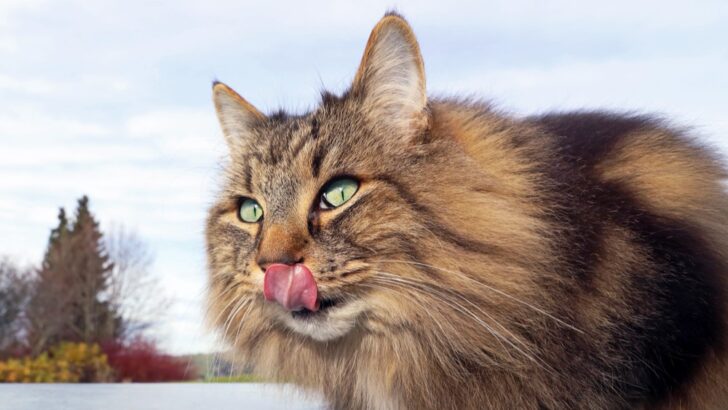 Norwegian Forest Cat Food: The Best Diet For Your Wegie