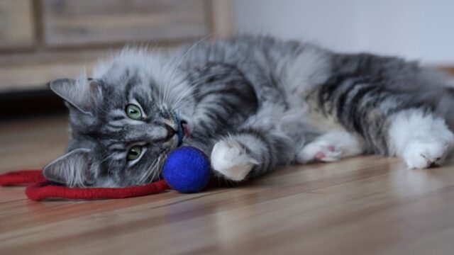 norwegian forest cat personality