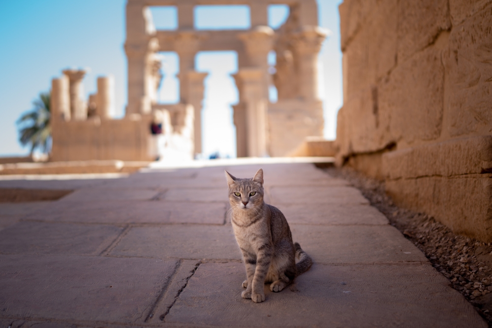10 Jaw-Dropping Historical Facts About Cats In Ancient Egypt