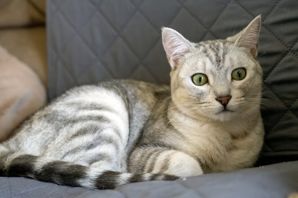 150+ Egyptian Mau Names For Your Little Goddess Of Cats(01)
