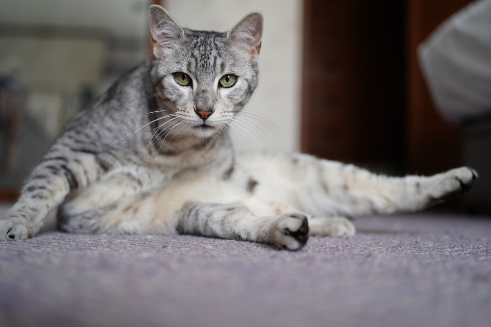 150+ Egyptian Mau Names For Your Little Goddess Of Cats