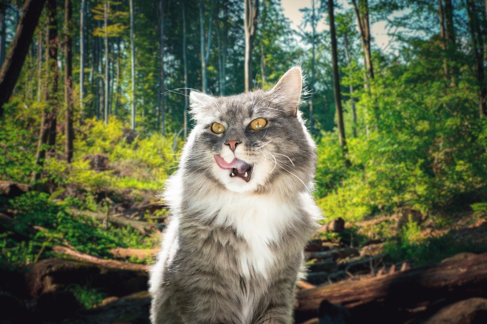 350+ Norwegian Forest Cat Names For Your Little Wegie