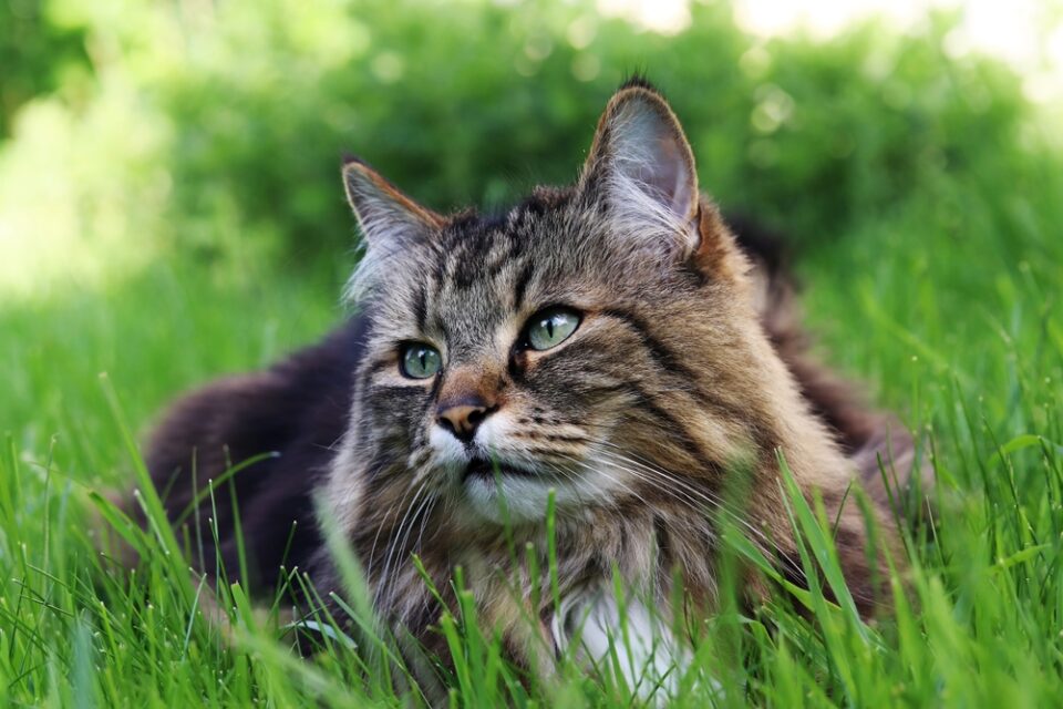 350+ Norwegian Forest Cat Names For Your Little Wegie